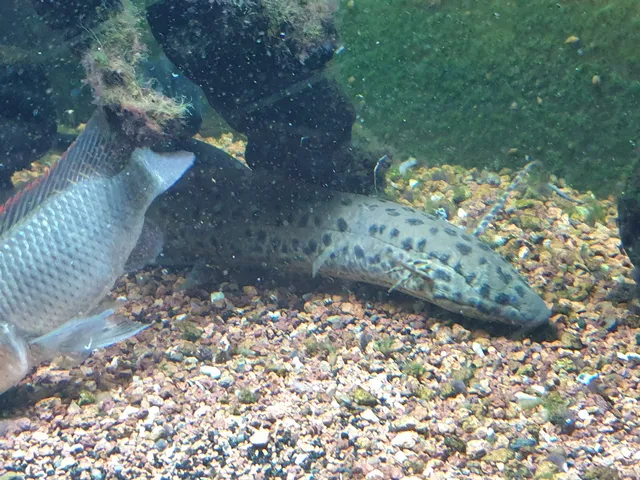 Beauvais Argentina Fish