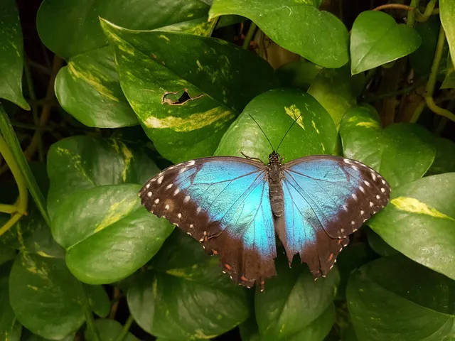 Mariposario