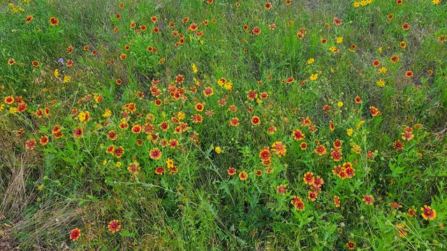 Founders Memorial Park