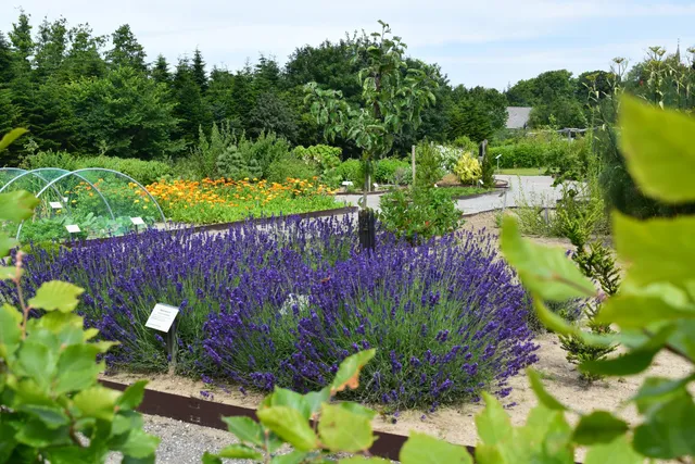 Medicine gardens in Tranekær