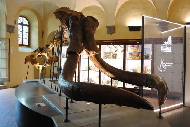 Museo Paleontologico Montevarchi
