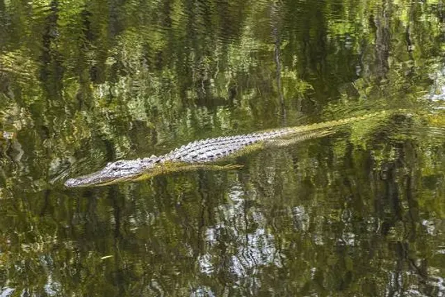 McGee's Louisiana Swamp & Airboat Tours