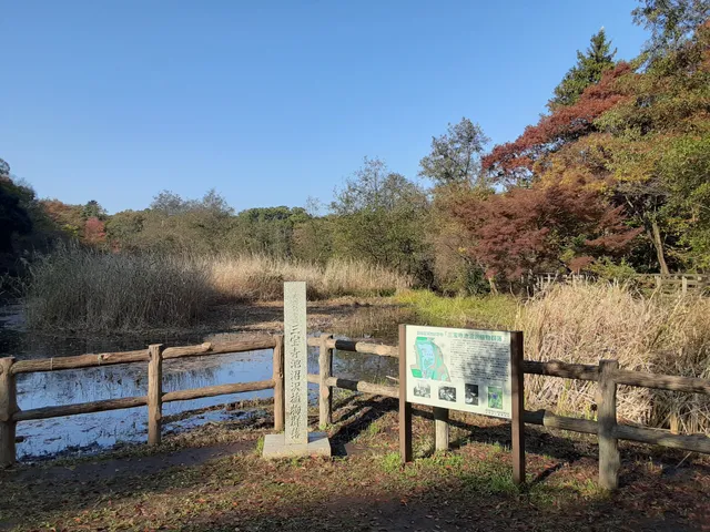 Marsh Plant Colonies
