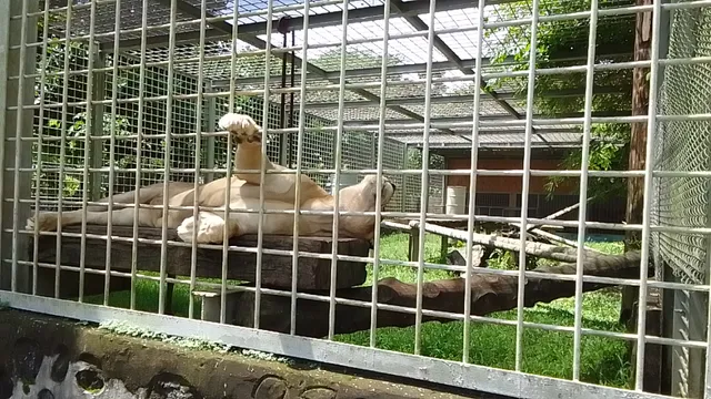 Centre Park Zoo & Resort Pancur batu