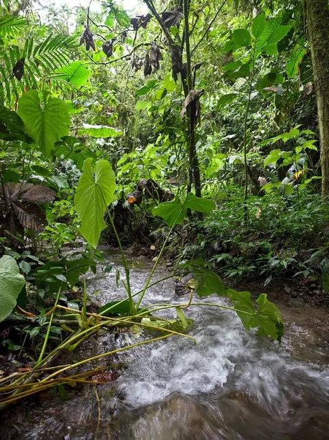 El Pahuma Orchid Reserve