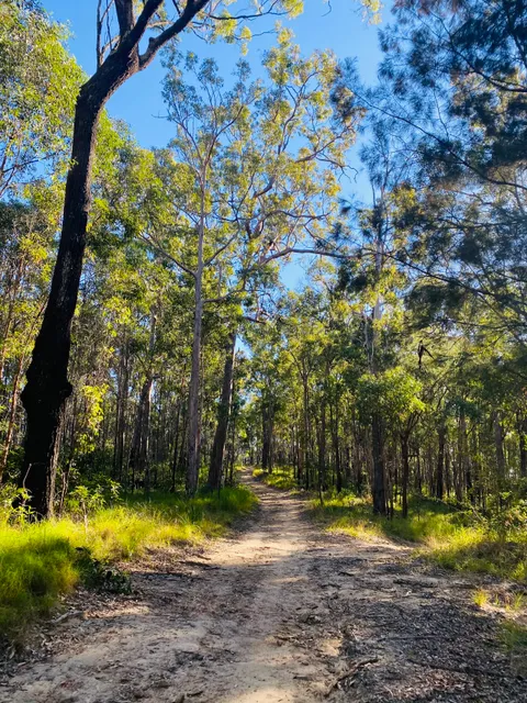 Nerang National Park