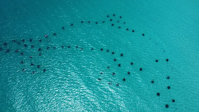 Dolphin Snorkel Reef