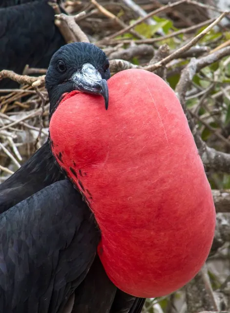 Refugio de Vida Silvestre y Marino Costera Pacoche