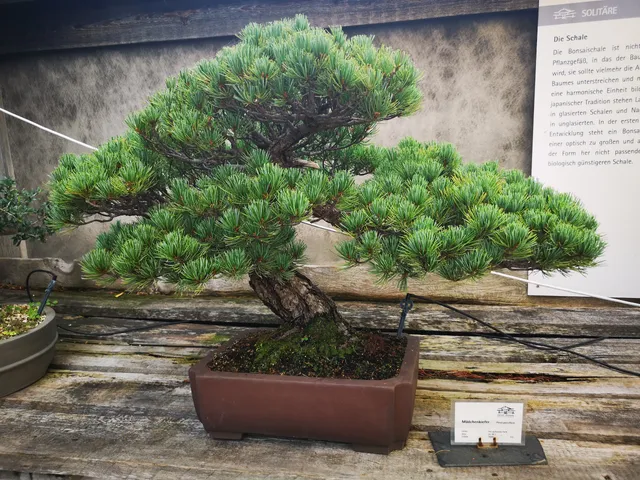 Bonsai Museum Düsseldorf