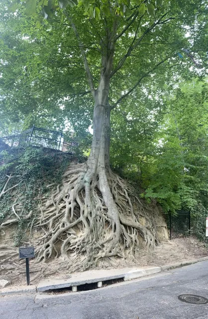 Medusa Tree