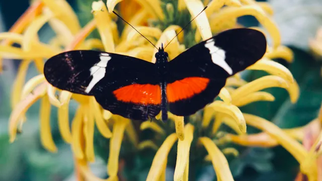 Monteverde Butterfly Gardens