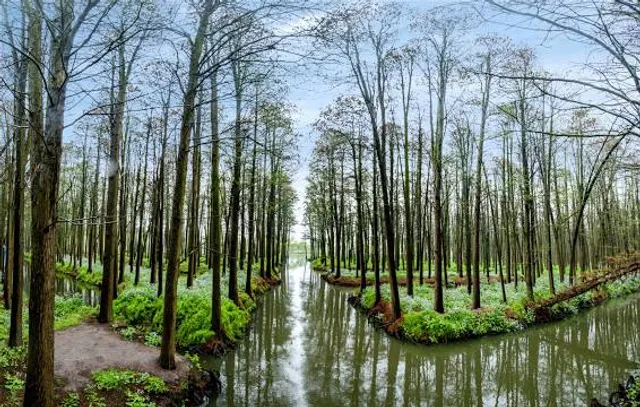 Water Forest