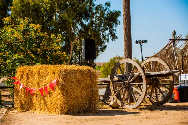 חוות אל היען El Hayaen Ostrich Farm