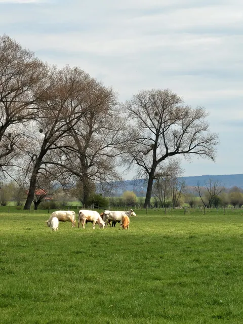 Bückeburger Niederung