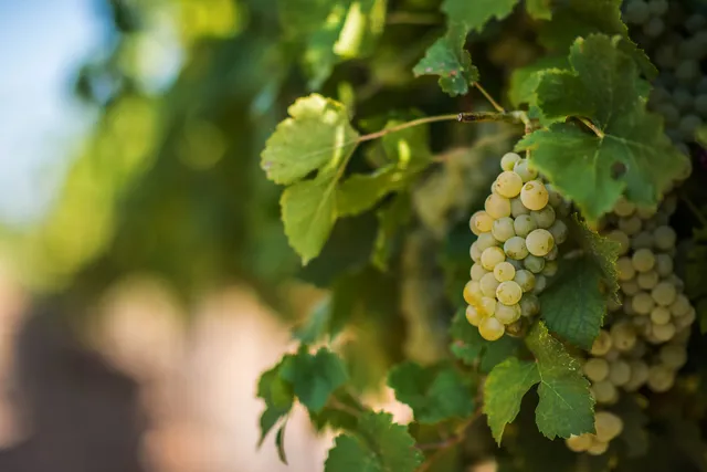 Via Vinera Karabunar Estate