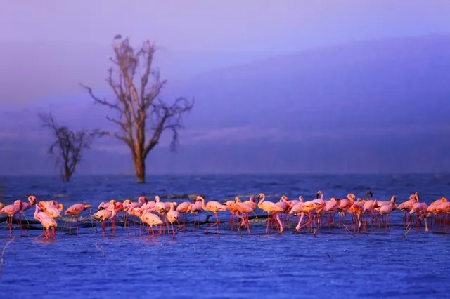 Lake Nakuru