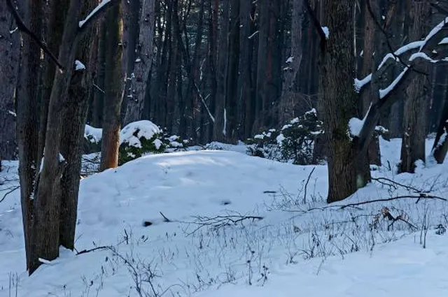 Järvselja Primeval Forest Nature Study Trail