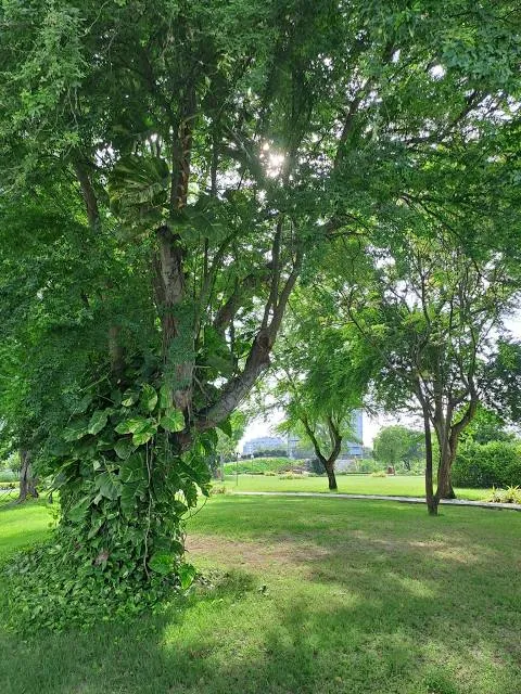 Central Park (Hulhumalé)