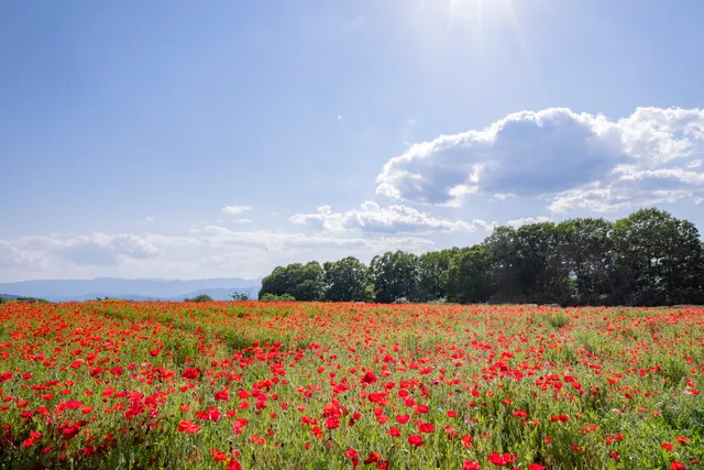 Ikumahara Jomon-no-oka Fruit Park