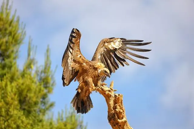 Observatorio de aves Mas de Bunyol