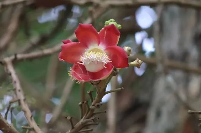 Parque Municipal Summit