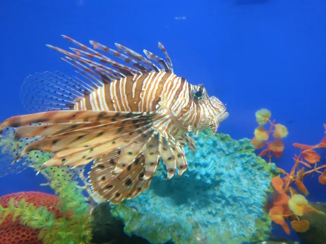 Ratnagiri Marine Fish Museum