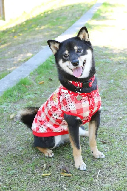 Loch Lomond Bird of Prey Centre