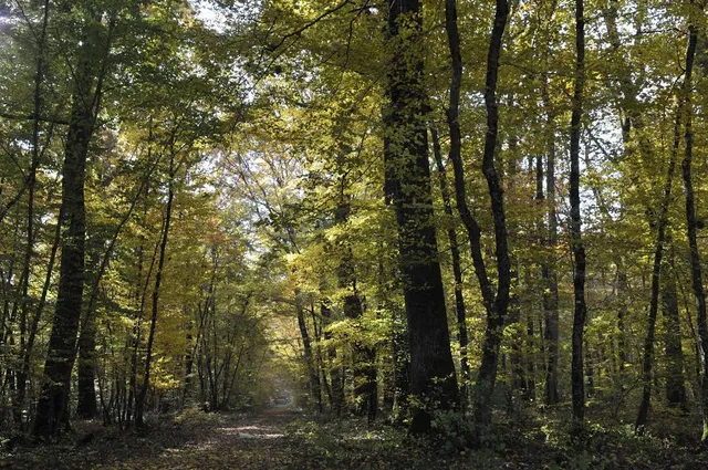 Forêt Domaniale de Châteauroux
