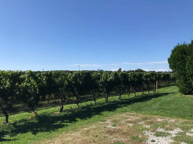 Ev&Em Vineyards