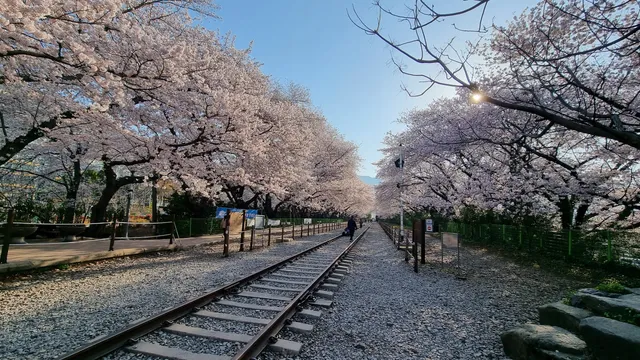 Gyeonghwa Station Cherry Blossom Road