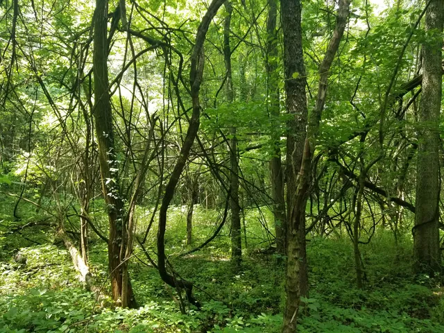 Joe Ford Nature Center