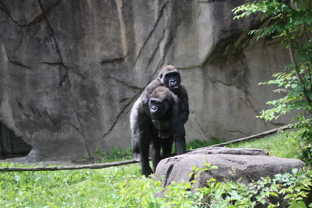 The Gorilla Exhibit
