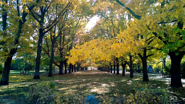 Zieleniec Wielkopolski