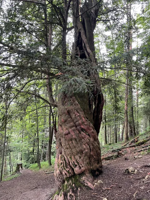 If millénaire de Crémines - Plus vieil arbre de Suisse (1'500 ans)