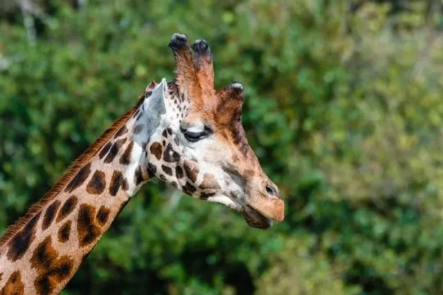 Zoo and Castle Bourbansais