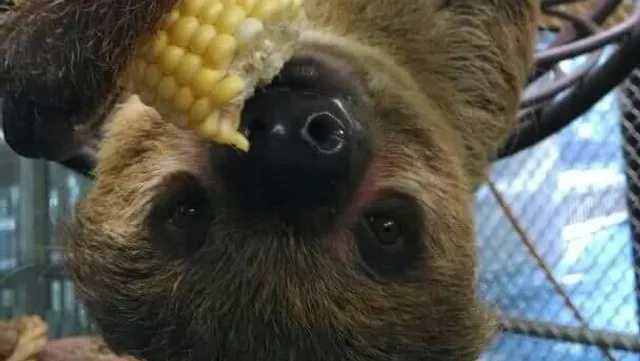 Eureka Springs Safari Park