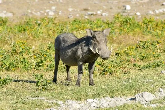 James Olley Community Park