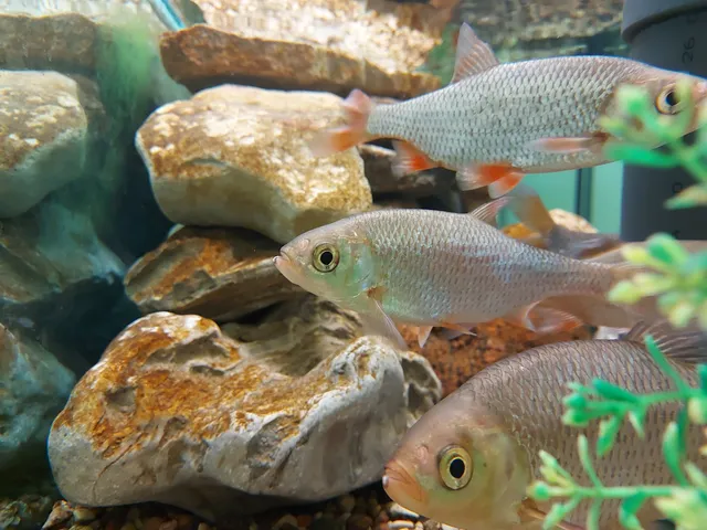 Lake museum (Järvemuuseum Akva:rium)