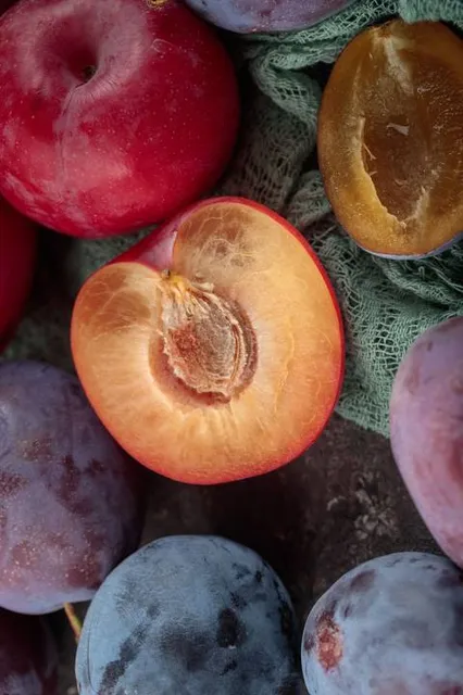 Hermogenes Museum Mejía Solf