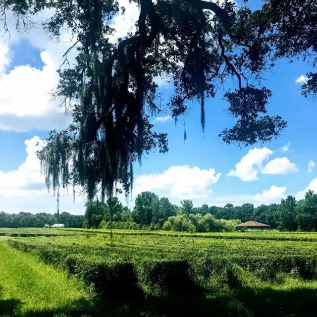 Charleston Tea Garden