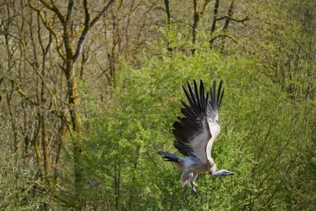 Greifvogelpark Saarburg