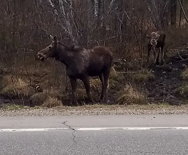 Dans Scenic Tours LLC