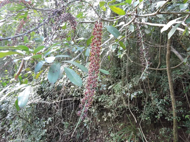 Municipio de Candelaria