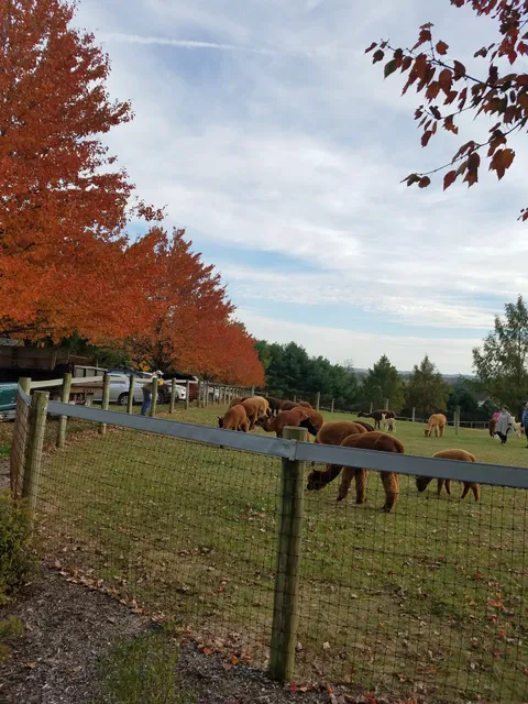 Eastland Alpacas