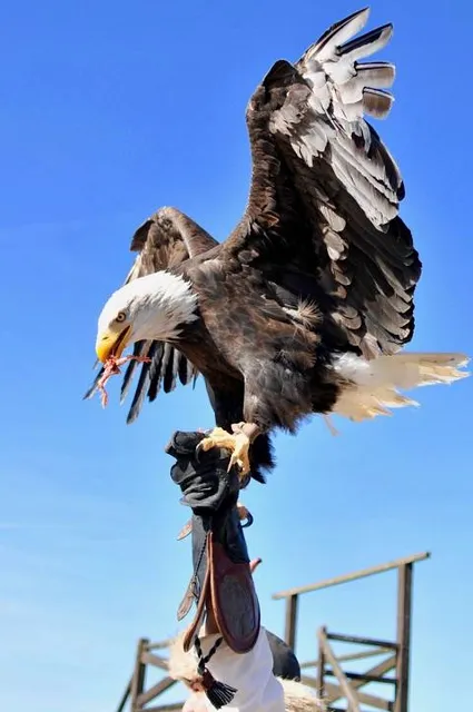 The Eagles of the ramparts - Vol Libre Production