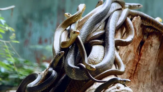 Parassinikkadavu Snake Park