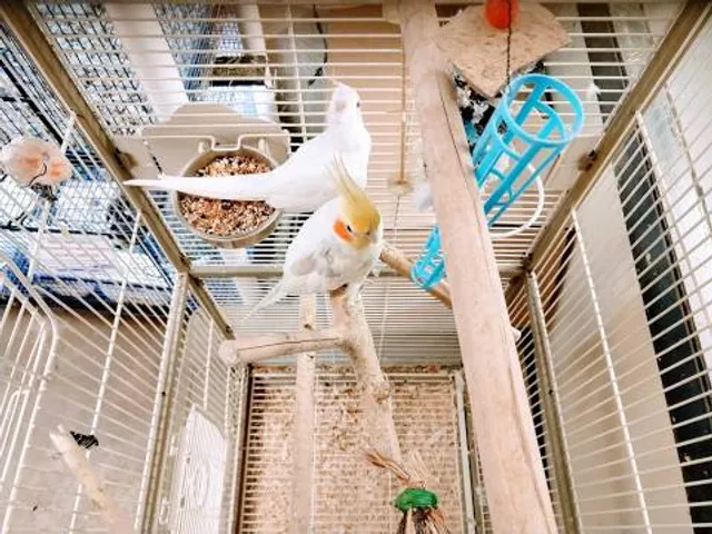 Japan Museum of Contemporary Toy & Hall of Music Box