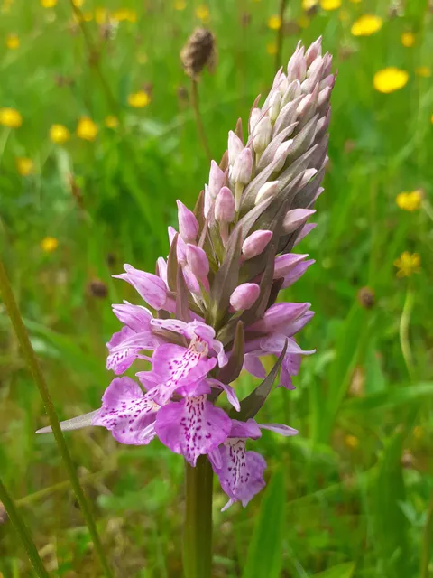 Birches Farm Nature Reserve