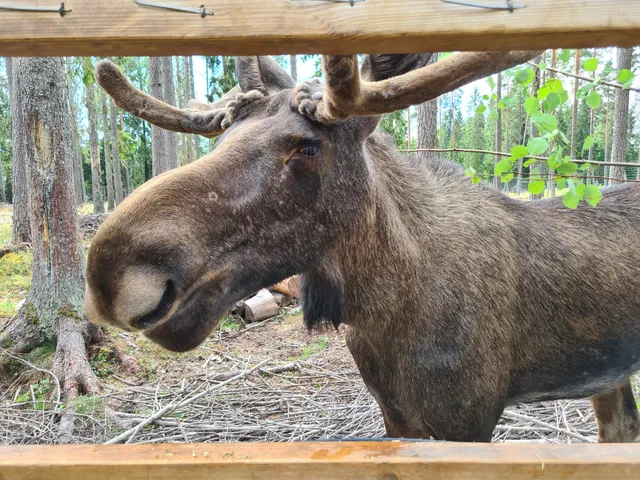 Värmlands Moose Park