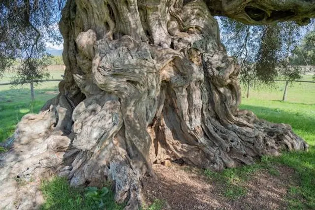 Bidda Matzràxia/Villamassargia